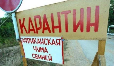 Due to African swine fever, roads in Chernihiv region have been blocked