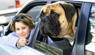 Transporting dogs in a car. Hidden danger