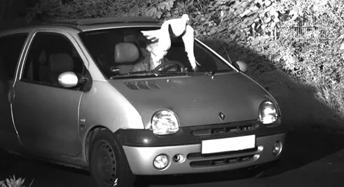 A pigeon helped a driver avoid a speeding fine