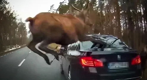 Видео атаки BMW оленями стало хитом интернета
