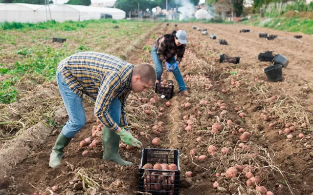 Instead of assembling BMW, employees of the plant in Russia will deal with potatoes