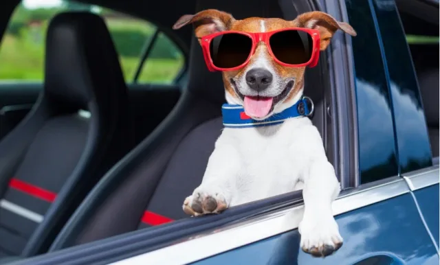 Why you can't leave animals in a car in the heat: risks and fines