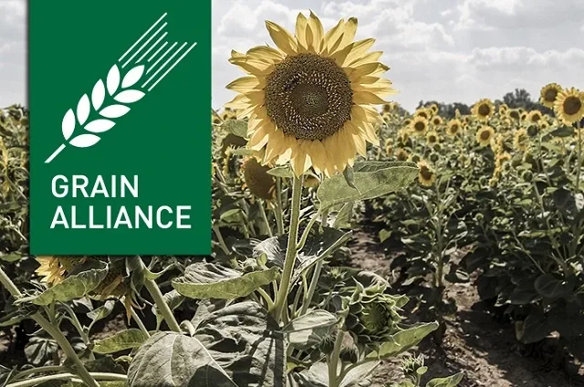 ais-grain.jpg
