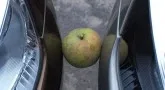 Apple of discord. Duster with LPG or diesel