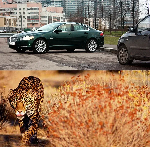Jaguar XF: обитатель городских саванн