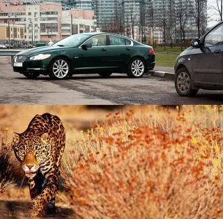 Jaguar XF: обитатель городских саванн.