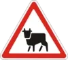 Cattle crossing
